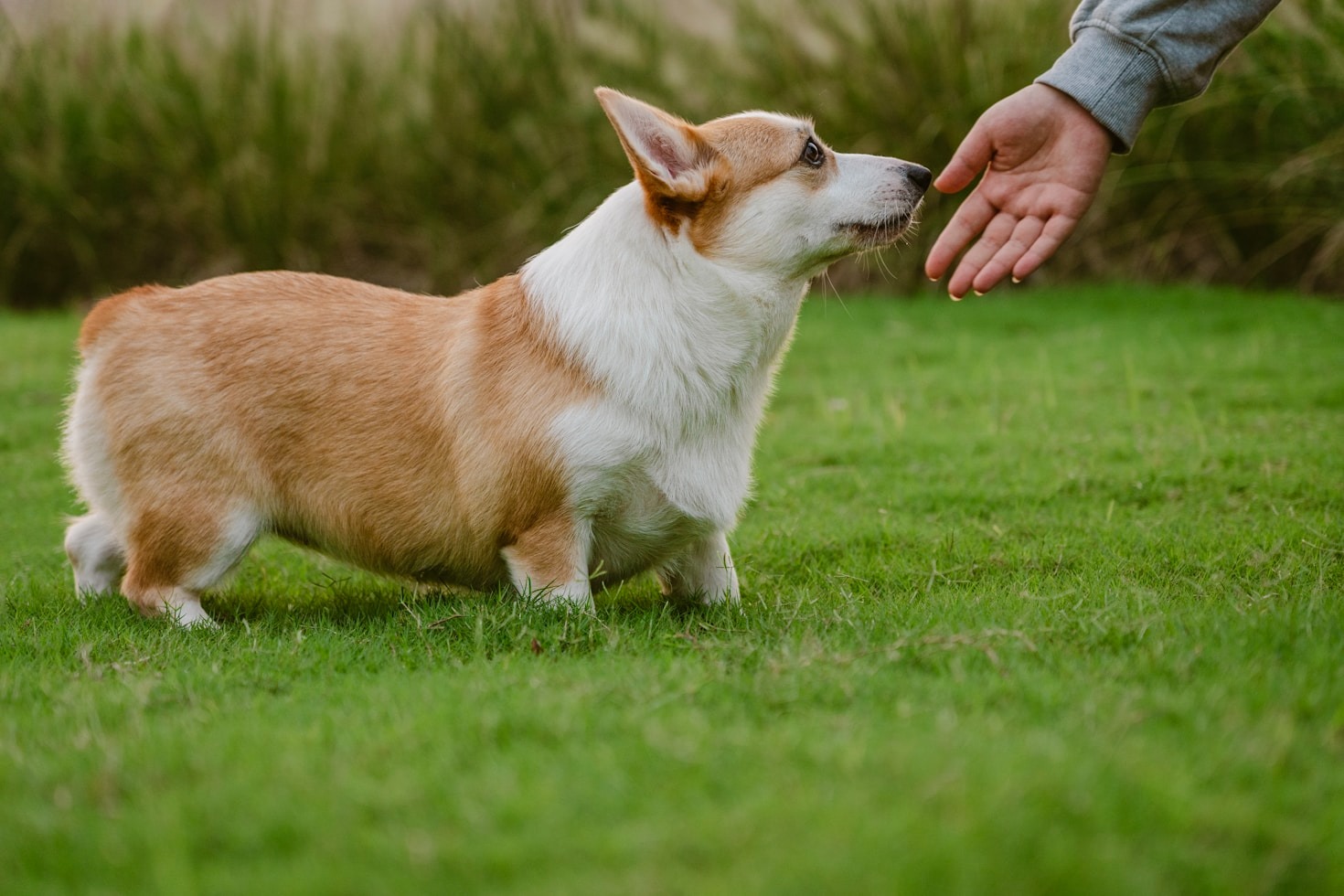 5 Reasons Every Puppy Needs Recall Training