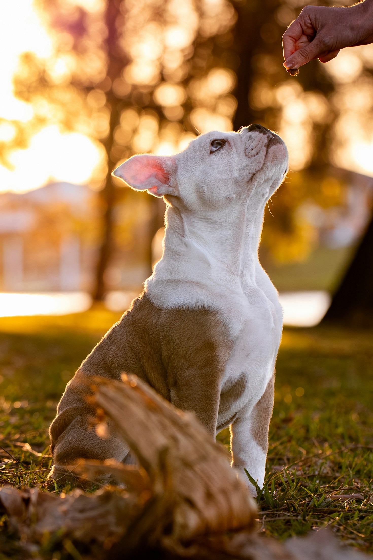 Bootcamp-Style Puppy Training: Is It Right for You?